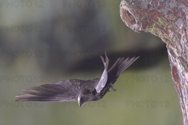 Common Swift