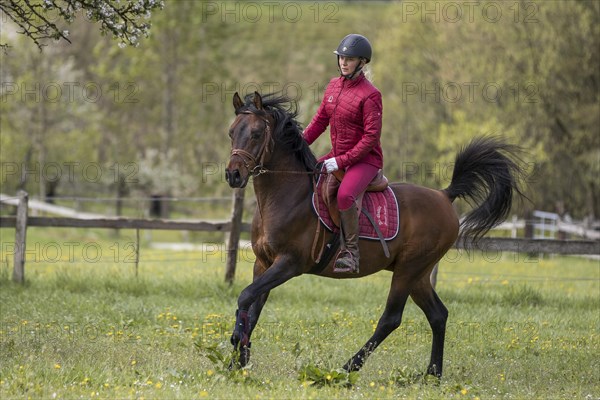 Thoroughbred Arabian stallion ridden on the meadow