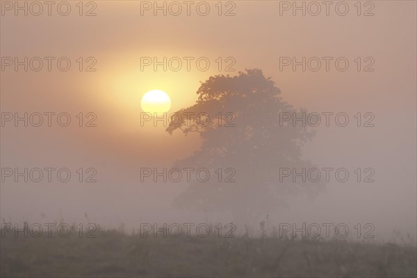 Old pine tree at sunrise