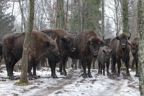 European bison