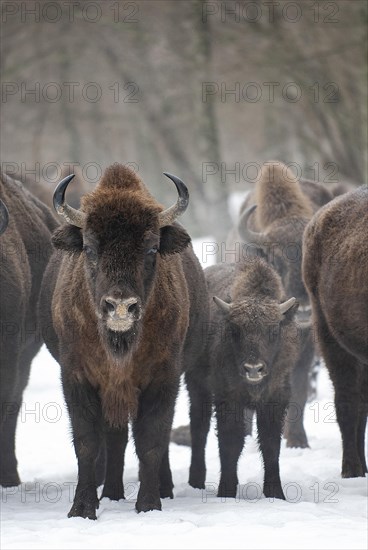 European bison