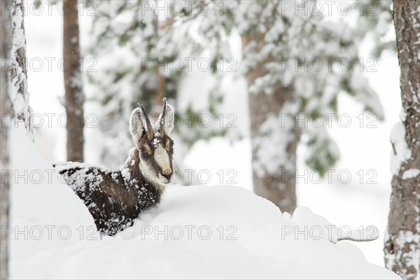 Chamois