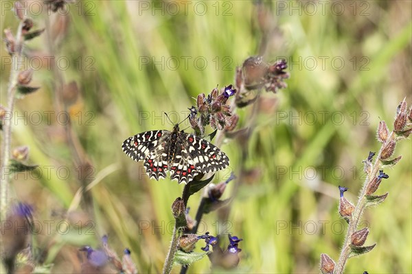 Southern festoon