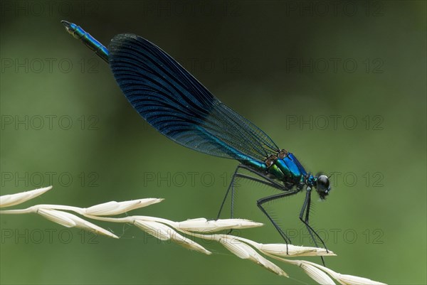 Damselfly