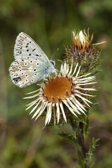 Gossamer winged butterfly