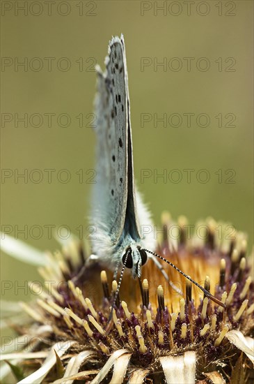 Gossamer winged butterfly