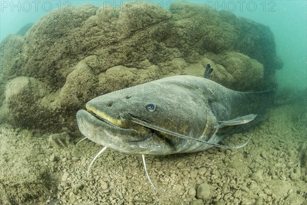 Wels catfish