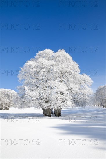 Large beech tree covered with deep snow under blue sky in Neuchatel Jura