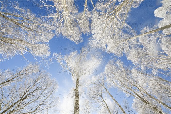 Treetops of deeply snow-covered beech forest in front of blue sky with falling hoarfrost in Neuchatel Jura