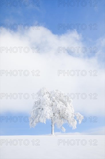 Deeply buried birch tree in Oberaegeri