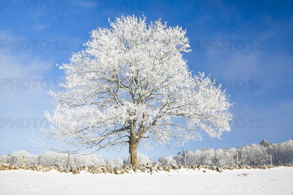 Snowy lime tree near Couvent in Valle de Traverse