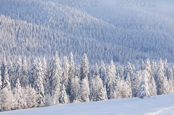 Snowy spruce forest at Ratenpass