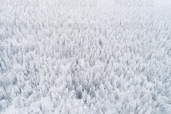 Drone shot of winter forest in fog