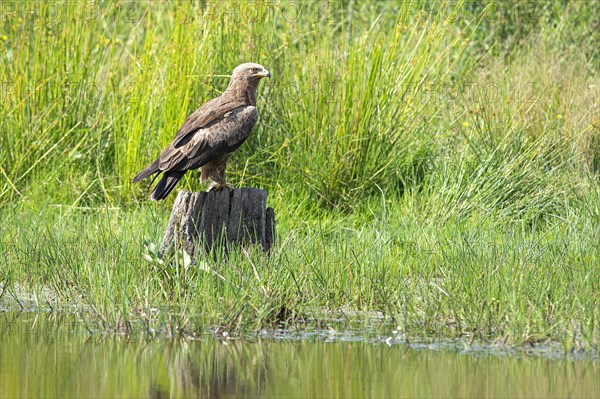 Lesser spotted eagle