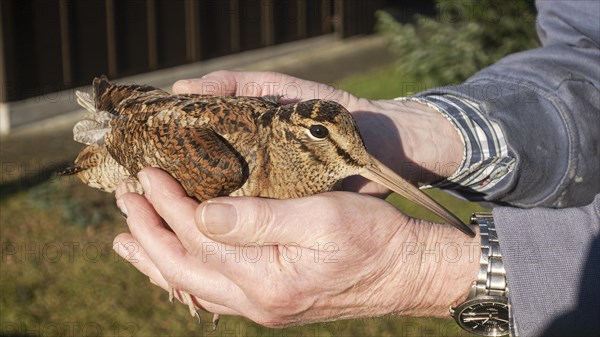 Eurasian woodcock