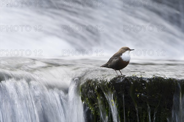 White-breasted dipper