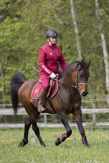 Thoroughbred Arabian stallion ridden on the meadow