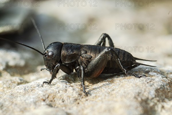 Field cricket