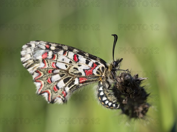 Southern festoon