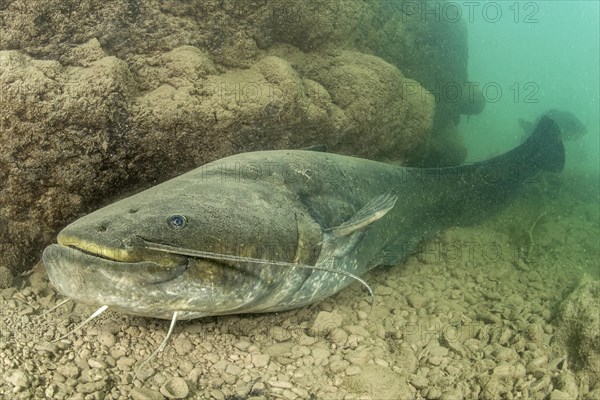 Wels catfish