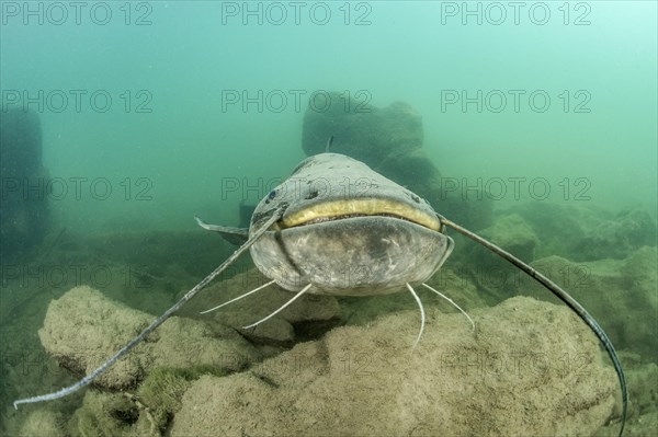 Wels catfish