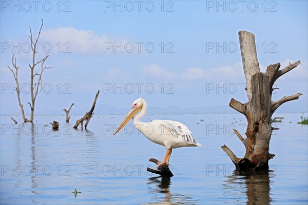 Great white pelican