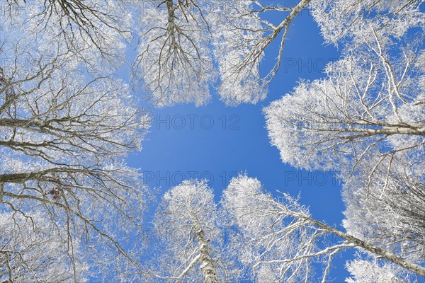 Tree tops of deep snow covered beech forest against blue sky in Neuchatel Jura