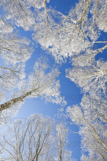 Tree tops of deep snow covered beech forest against blue sky in Neuchatel Jura