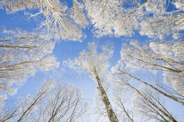 Tree tops of deep snow covered beech forest against blue sky in Neuchatel Jura