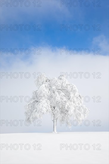 Deeply buried birch tree in Oberaegeri