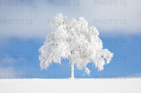 Deeply buried birch tree in Oberaegeri