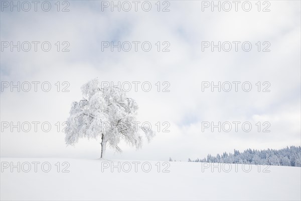 Deeply buried birch tree in Oberaegeri