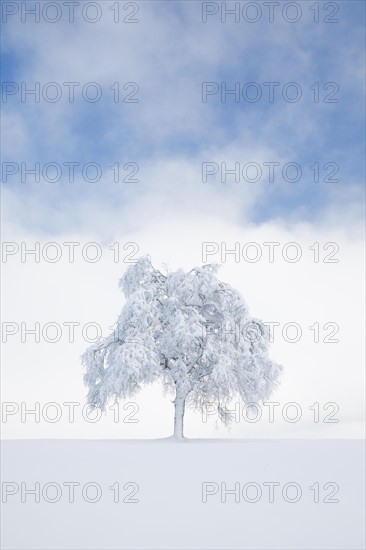 Deeply buried birch tree in Oberaegeri