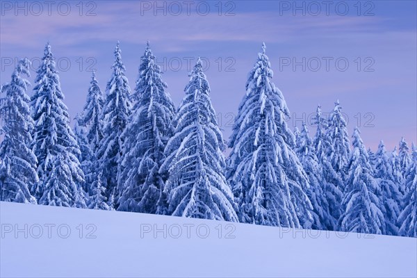 Snowy spruce forest at Ratenpass