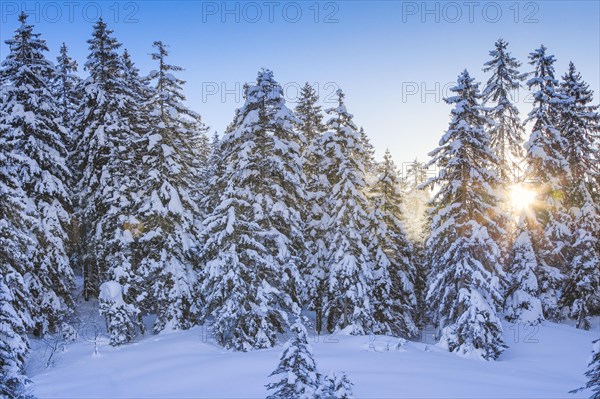 Snowy fir forest