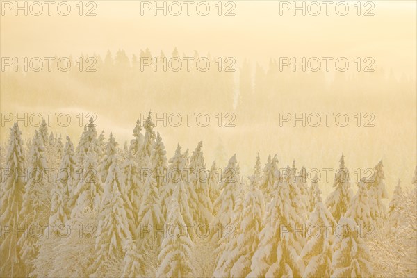 Snowy spruce forest at Ratenpass