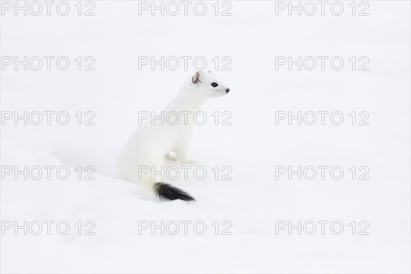 Stoat