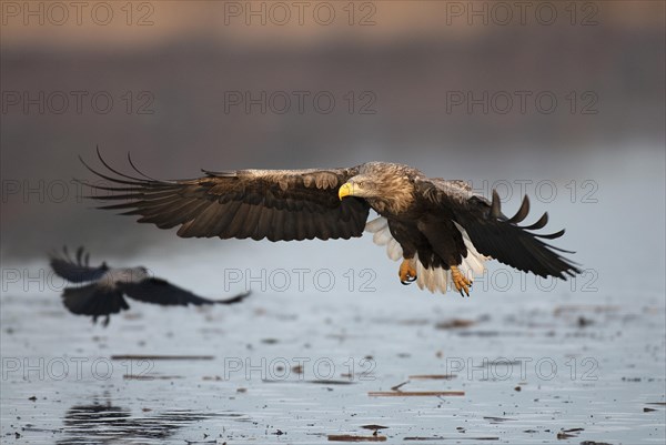 White-tailed eagle