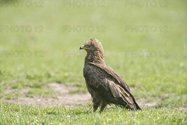 Lesser spotted eagle