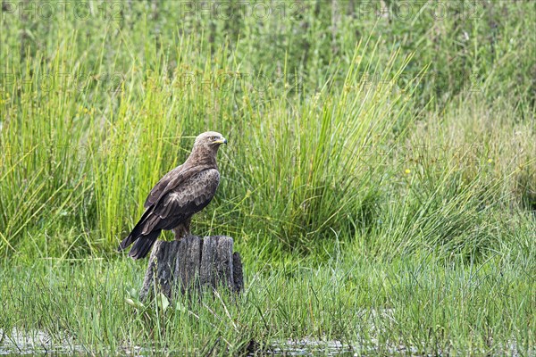 Lesser spotted eagle