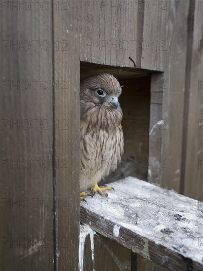 Common Common Kestrel