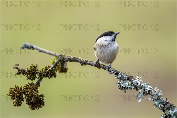 Marsh tit