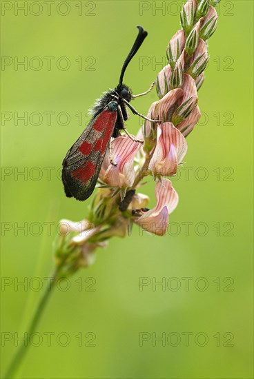 Six-spot burnet