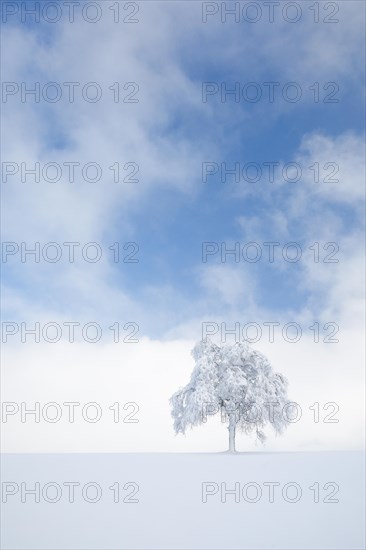 Deeply buried birch tree in Oberaegeri