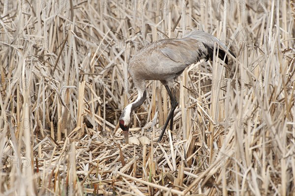 Crane