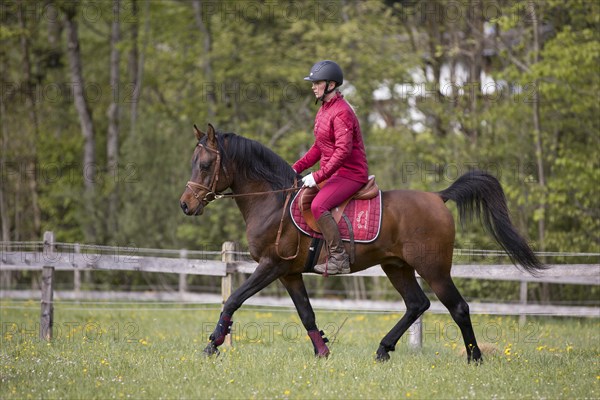 Thoroughbred Arabian stallion ridden on the meadow