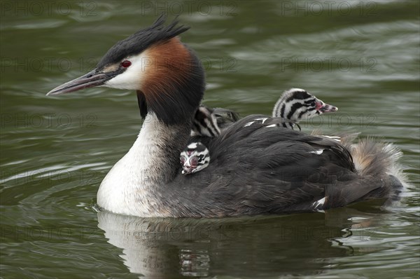 Great crested grebe