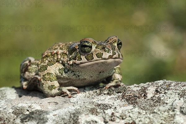 European green toad