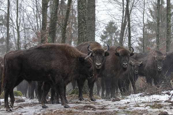 European bison