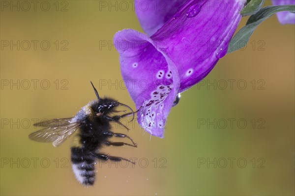 Garden bumblebee